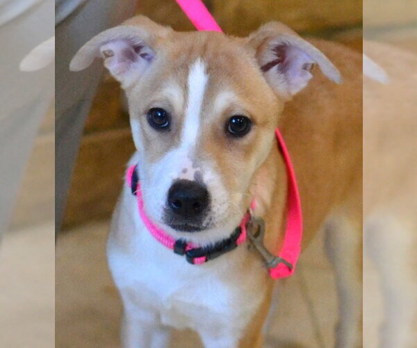 Medium Photo #1 Jack Russell Terrier-Unknown Mix Puppy For Sale in Germanton, TN, USA