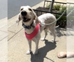 Small #3 Labradoodle