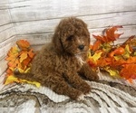 Small #2 Cavapoo