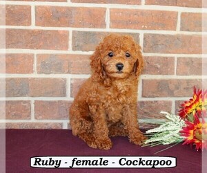 Cock-A-Poo Puppy for Sale in CLARKRANGE, Tennessee USA