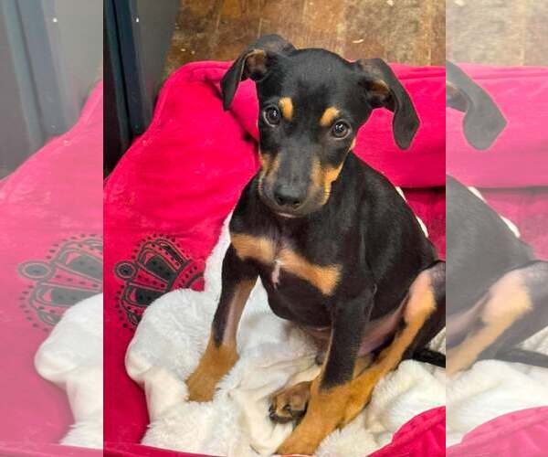 Medium Photo #1 Doberman Pinscher Puppy For Sale in Aurora, OH, USA