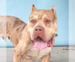 Small American Bulldog