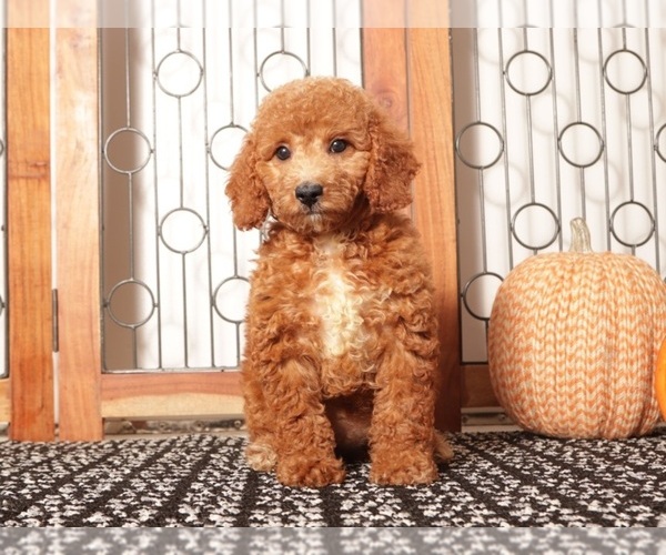 Medium Photo #1 Goldendoodle (Miniature) Puppy For Sale in NAPLES, FL, USA