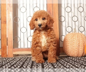 Goldendoodle (Miniature) Puppy for Sale in NAPLES, Florida USA