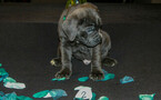 Small Photo #5 Cane Corso Puppy For Sale in OAK LAWN, IL, USA