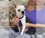 Small #8 Boston Terrier