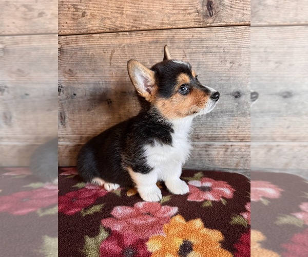 Medium Photo #8 Pembroke Welsh Corgi Puppy For Sale in VERMONTVILLE, MI, USA