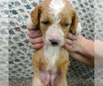 Small Photo #4 Bernedoodle (Miniature) Puppy For Sale in ROY, UT, USA