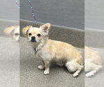 Small Chihuahua Mix