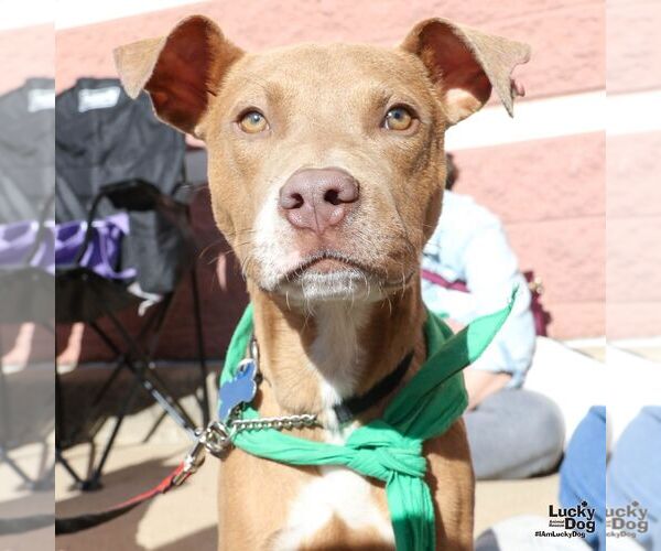 Medium Photo #3 Boxador Puppy For Sale in Washington, DC, USA