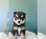 Small Photo #1 Pomsky Puppy For Sale in QUEEN CREEK, AZ, USA