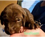 Puppy Seafoam German Shorthaired Pointer