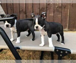 Bloodhound Puppy for sale in AUBURN, WA, USA