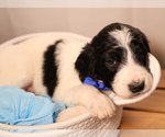 Small #4 Goldendoodle