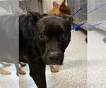 Small Labrador Retriever