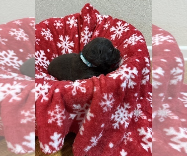 Medium Photo #3 Labrador Retriever Puppy For Sale in LELAND, NC, USA