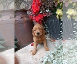 Small Photo #17 Golden Retriever Puppy For Sale in GREENWOOD, WI, USA
