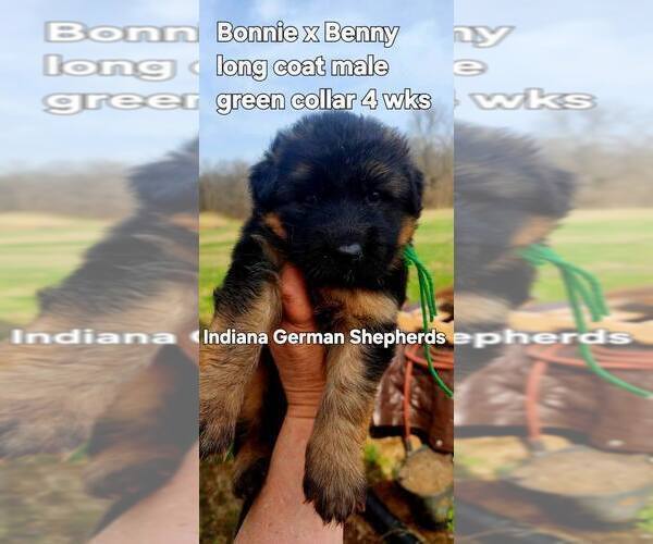 Medium Photo #34 German Shepherd Dog Puppy For Sale in CHRISNEY, IN, USA