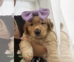 Puppy Purple Golden Retriever