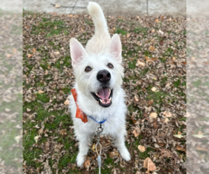 Polar - Male Mutt Dog for Adoption - Photo #9
