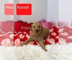 Small Photo #6 Goldendoodle Puppy For Sale in CEREDO, WV, USA