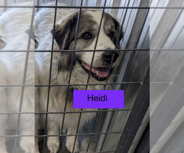 Medium Photo #7 Anatolian Shepherd-Great Pyrenees Mix Puppy For Sale in PEYTON, CO, USA