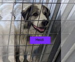 Small #6 Anatolian Shepherd-Great Pyrenees Mix