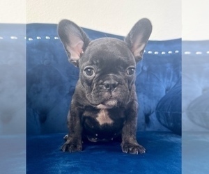 French Bulldog Puppy for sale in WINTER PARK, FL, USA