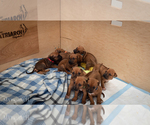 Small Photo #15 Rhodesian Ridgeback Puppy For Sale in THREE RIVERS, CA, USA