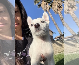German Shepherd Dog-Siberian Husky Mix Puppy for sale in FONTANA, CA, USA