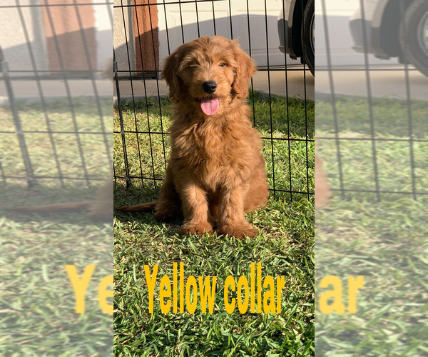 Medium Photo #5 Goldendoodle (Miniature) Puppy For Sale in BAKERSFIELD, CA, USA