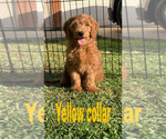 Small Photo #5 Goldendoodle (Miniature) Puppy For Sale in BAKERSFIELD, CA, USA