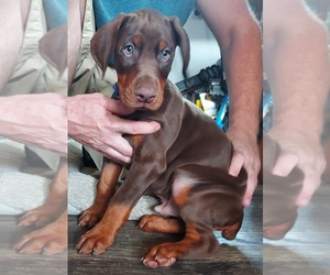 Doberman Pinscher Puppy for sale in NATRONA HEIGHTS, PA, USA
