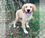 Small #1 Great Pyrenees