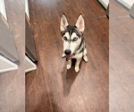 Small #2 Siberian Husky