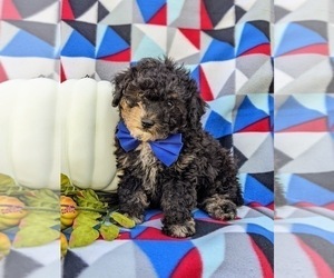 Cavapoo-Poodle (Miniature) Mix Puppy for sale in COCHRANVILLE, PA, USA