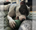 Small #4 American Pit Bull Terrier