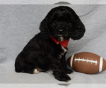 Small Photo #3 Cockapoo Puppy For Sale in MILLERSBURG, OH, USA