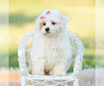 Small Photo #105 Maltipoo (Miniature) Puppy For Sale in WARSAW, IN, USA