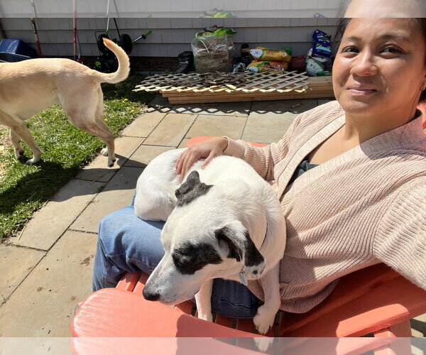 Medium Photo #9 Mutt Puppy For Sale in Rockaway, NJ, USA
