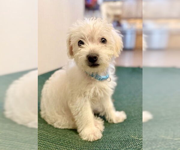 Medium Photo #2 Bichon Frise-Unknown Mix Puppy For Sale in Genesee, WI, USA