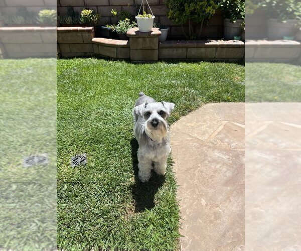Medium Photo #1 Schnauzer (Miniature) Puppy For Sale in RIVERSIDE, CA, USA