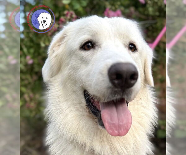 Medium Photo #1 Great Pyrenees Puppy For Sale in Spring, TX, USA