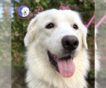 Small Great Pyrenees