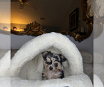 Small #11 Chihuahua