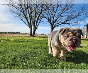 English Bulldog Puppy for Sale in WAXAHACHIE, Texas USA