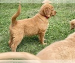 Small Photo #11 Golden Retriever Puppy For Sale in WOODSTOCK, CT, USA