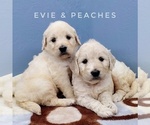 Small Photo #5 English Cream Golden Retriever-Poodle (Standard) Mix Puppy For Sale in CEDAR GAP, MO, USA