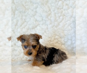 Yorkshire Terrier Puppy for sale in REDLANDS, CA, USA