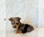 Image preview for Ad Listing. Nickname: Blue teacup
